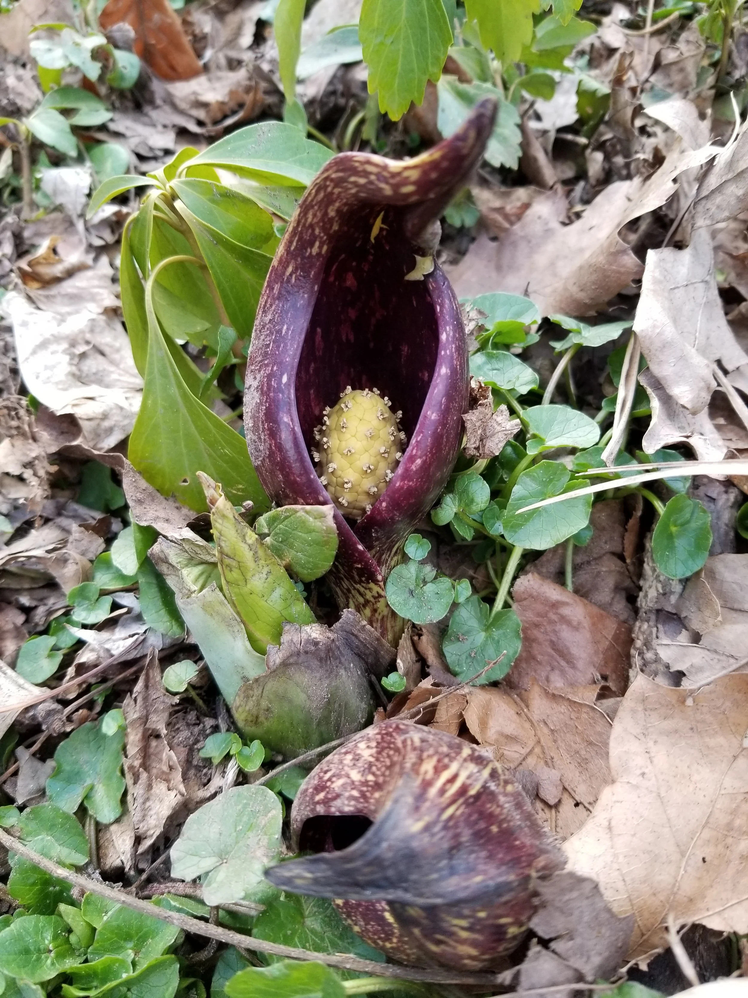 Discovering Native Spring Flowers in “the Wild” — The Brookdale